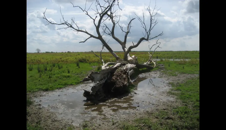 애잔한 자연